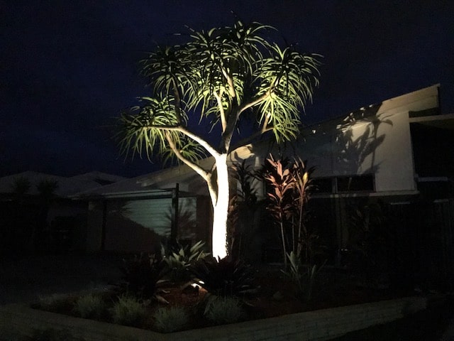 Garden spot light on Aloe Tree